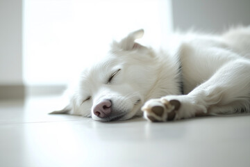Sleeping Dog Close-Up Background