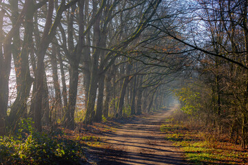 Winter landscape, The narrow trees along side walk with gravel or soil path in the forest, Misty wood with warm sunlight and foggy in the morning, Countryside of the Netherlands, Nature background.