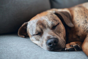 Sleeping Dog Close-Up Background