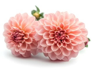 a group of pink flowers

