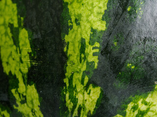 A close-up of a juicy watermelon with vibrant texture and rich color against a background that creates an atmosphere of summer enjoyment and freshness