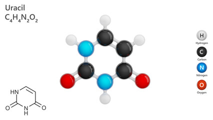 molecule of Uracil (C4H4N2O2). Uracil (symbol U or Ur) is one of the four nucleotide bases in the nucleic acid RNA. 3d illustration. White background.