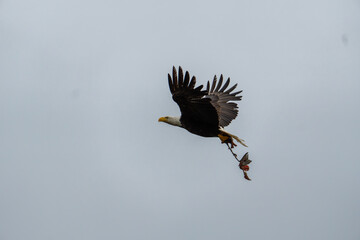Bold eagle