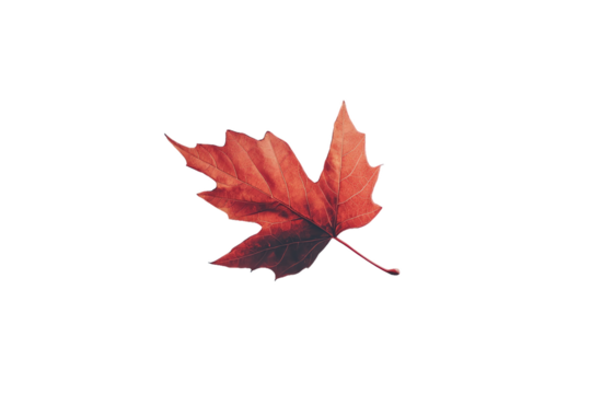 Vibrant Red Maple Leaf Against a Black Background