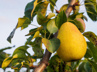 Close-up of ripe pears on a branch, with dew on the surface, emphasizing their freshness and appetizing appearance against the background of greenery