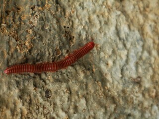 Millipedes or Trigoniulus corallinus walk on concrete walls