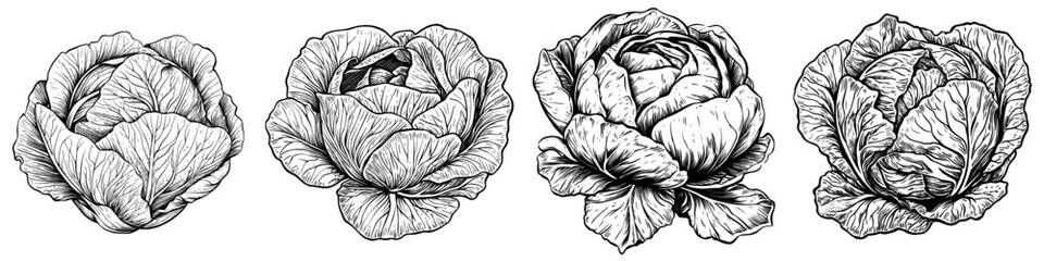 Illustration of Romaine Lettuce Leaves drawn by hand