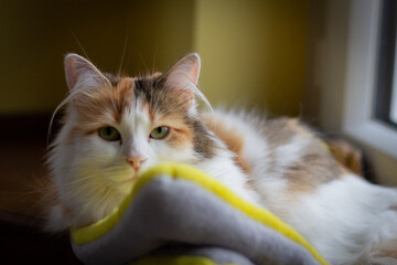 portrait of a cat with eyes