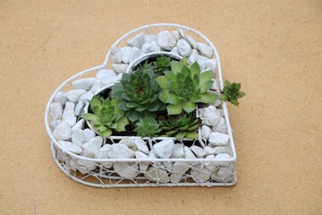 Sempervivum - Hauswurz