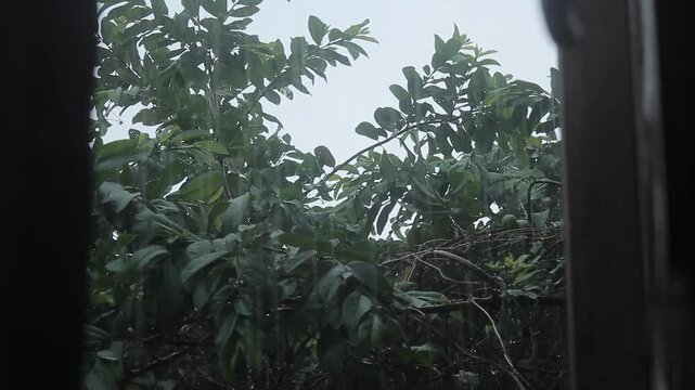Guava or Psidium guajava, is a tropical plant native to Brazil, under heavy rains