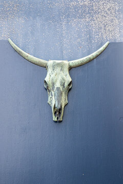 Cow skul
