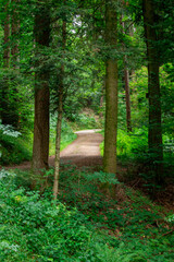 Path in the forest