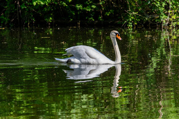 Swan in  a lake