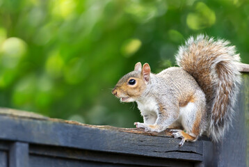 Portrait of a curious grey squirrel sitting on a garden fence.