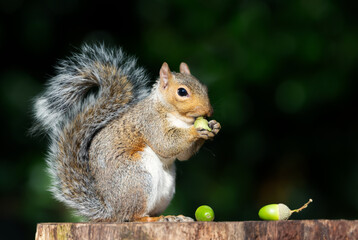 Portrait of a grey squirrel eating acorn on a tree stump in autumn