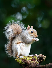 Portrait of a grey squirrel eating nut on a mossy tree stump in autumn