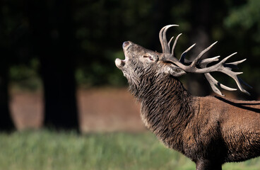Portrait of a red deer stag calling during the rut in autumn