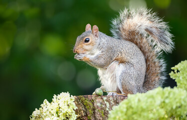 Portrait of a grey squirrel eating acorn on a tree stump in autumn