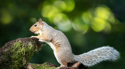 Portrait of a grey squirrel eating nut on a mossy tree stump in autumn