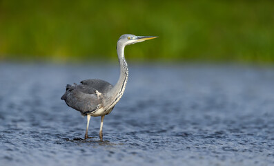 Portrait of a young grey heron standing in shallow water