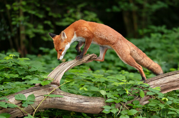 Portrait of a young red fox walking on a tree in a forest
