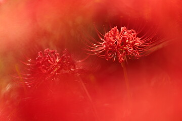 真っ赤な彼岸花