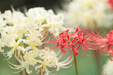 白と赤のヒガンバナ