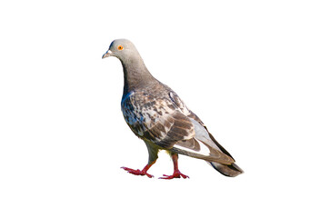 Full body of standing pigeon bird isolated on transparent background.