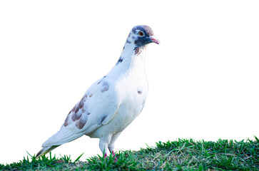 Full body of standing pigeon bird isolated on transparent background.