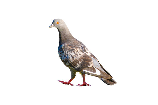Full body of standing pigeon bird isolated on transparent background.