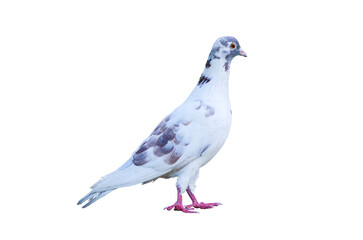 Full body of standing pigeon bird isolated on transparent background.