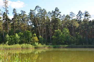 a small pond with a lot of pine trees and a blue sky