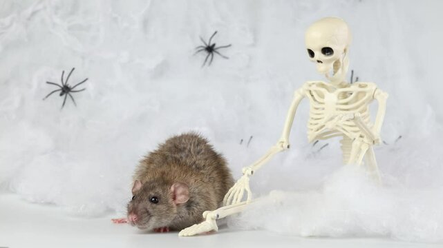 Gray rat on the background of a web with spiders and a toy skeleton. Decorative Mouse with Dumbo ears. Halloween holiday concept