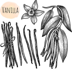 Vanilla flower, branch and dried beans.