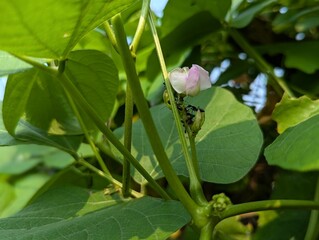 Ants on flower