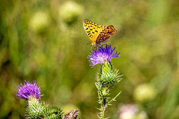 An orange silver washed butterfly on a flower