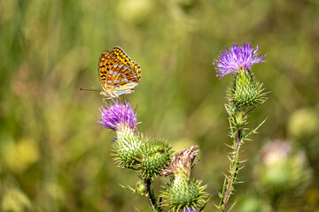 An orange silver washed butterfly on a flower