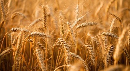 Fototapeta premium Golden Hour Wheat Field - Tranquil Agricultural Landscape with Sun-kissed Crops