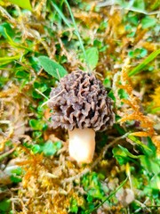trippy mushroom in the forest