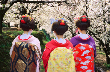 Geishas walking among the cherry blossoms. Kyoto, Japan.