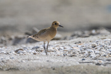 Pacific Golden Plover in its Habitat. The Pacific Golden Plover is a migratory shorebird with golden-spotted plumage that breeds in Alaska and Siberia and winters in the tropics.