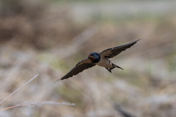 Barn Swallow (Hirundo rustica) in flight. The barn swallow is a small migratory bird with a forked tail, blue upperparts, and a reddish-brown throat.