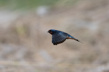 Barn Swallow (Hirundo rustica) in flight. The Barn swallow is the most widespread species of swallow in the world.