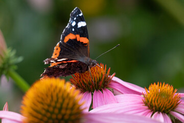 Schmetterling (Admiral) auf Rotem Sonnenhut