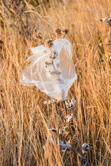 A plastic bag flutters on dry grass in the field. Concept of ecology, waste plastic bags, nature...