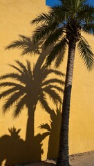 Palm tree shadow on a yellow wall.