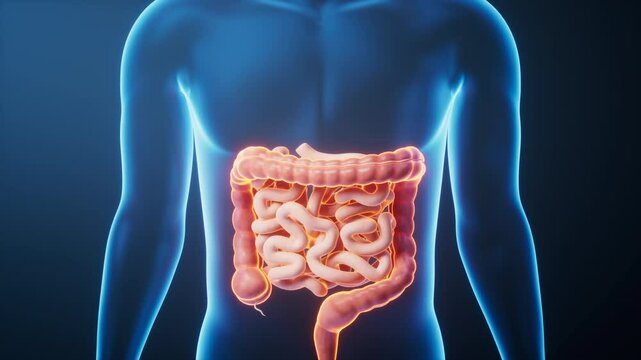 Organ intestinal tract in the transparent human body, 3d rendering.