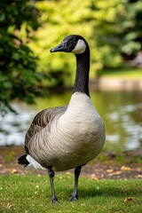 Obraz premium Fighting Mosquitoes and Geese in a Serene Park Setting During a Sunny Afternoon
