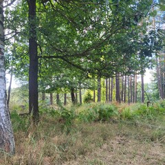 Wilk forest  © Kamiloss