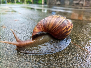 Giant African snail, crawls slowly moving across on concrete surfaces during the rainy season. Closeup detail of the spiral-shaped brown shell surface, light brown body and two antennae on the head.